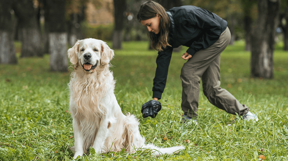 20 Pet Waste Removal Tools & Supplies