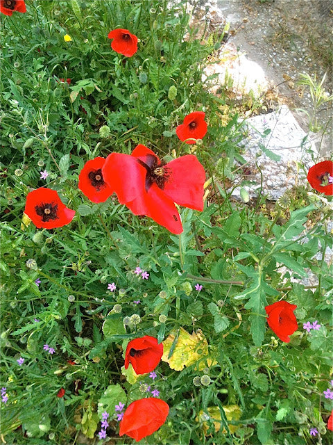 Seeing Farther Than Any One Of Them Can See Alone