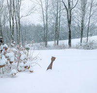 Groundhogs, Hamsters, and Snowcats - The Week in Review