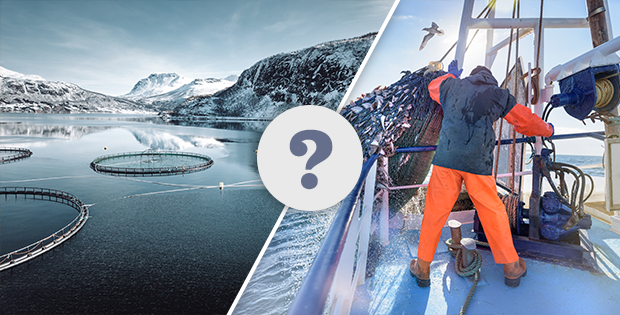 Farmed Fish vs Wild Fish: Is One Always Better Than the Other?