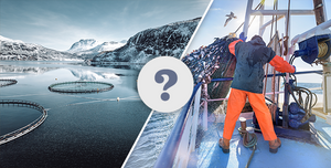 Farmed Fish vs Wild Fish: Is One Always Better Than the Other?