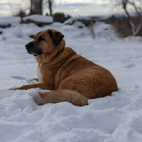 21 Activities and Lessons That Have a Winter Theme