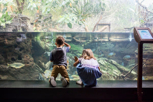 Sleep with the Fishes & More at the Shedd Aquarium