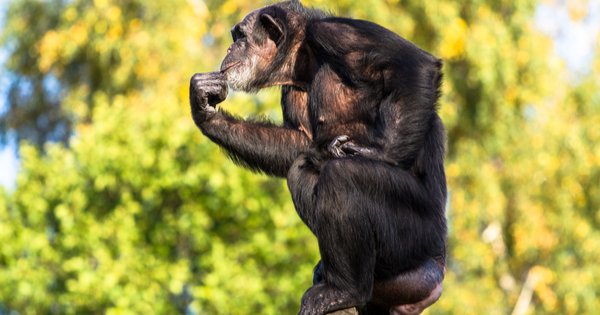 How Do We Better Understand the ‘Monkey Mind’?