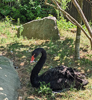 Animals and Reading - The Week in Review