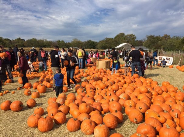 Praise the Gourd: Where to Go Pumpkin Picking near NYC
