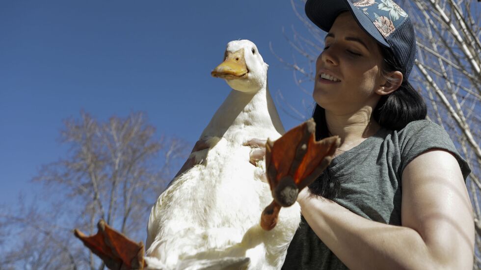 Easter ducklings: The problem with buying birds as gifts