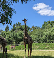 Giraffes, Stories, and Bubbles - The Week in Review