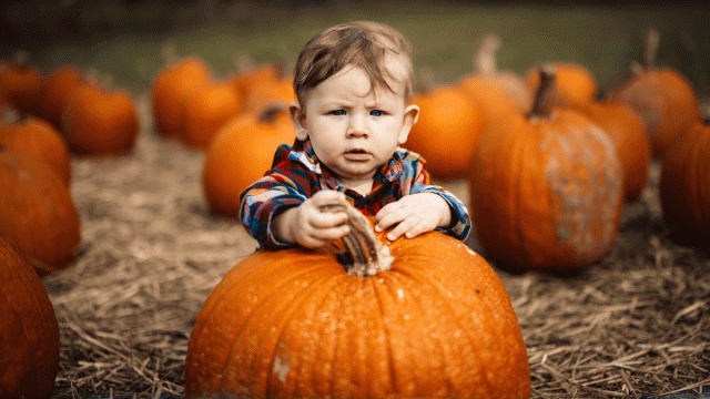 Praise the Gourd: Where to Go Pumpkin Picking near NYC