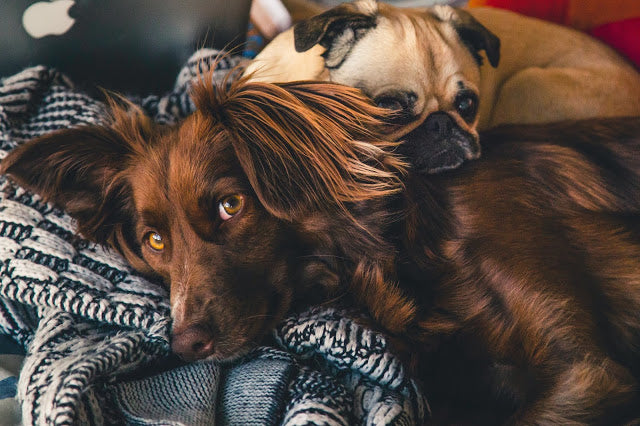 Therapy Dogs are Taking the Stress Out of Schools