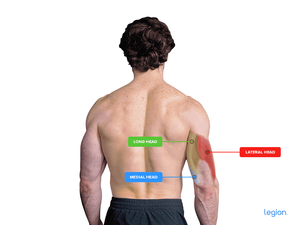 The Best Long Head Tricep Exercises for Mass & Hypertrophy